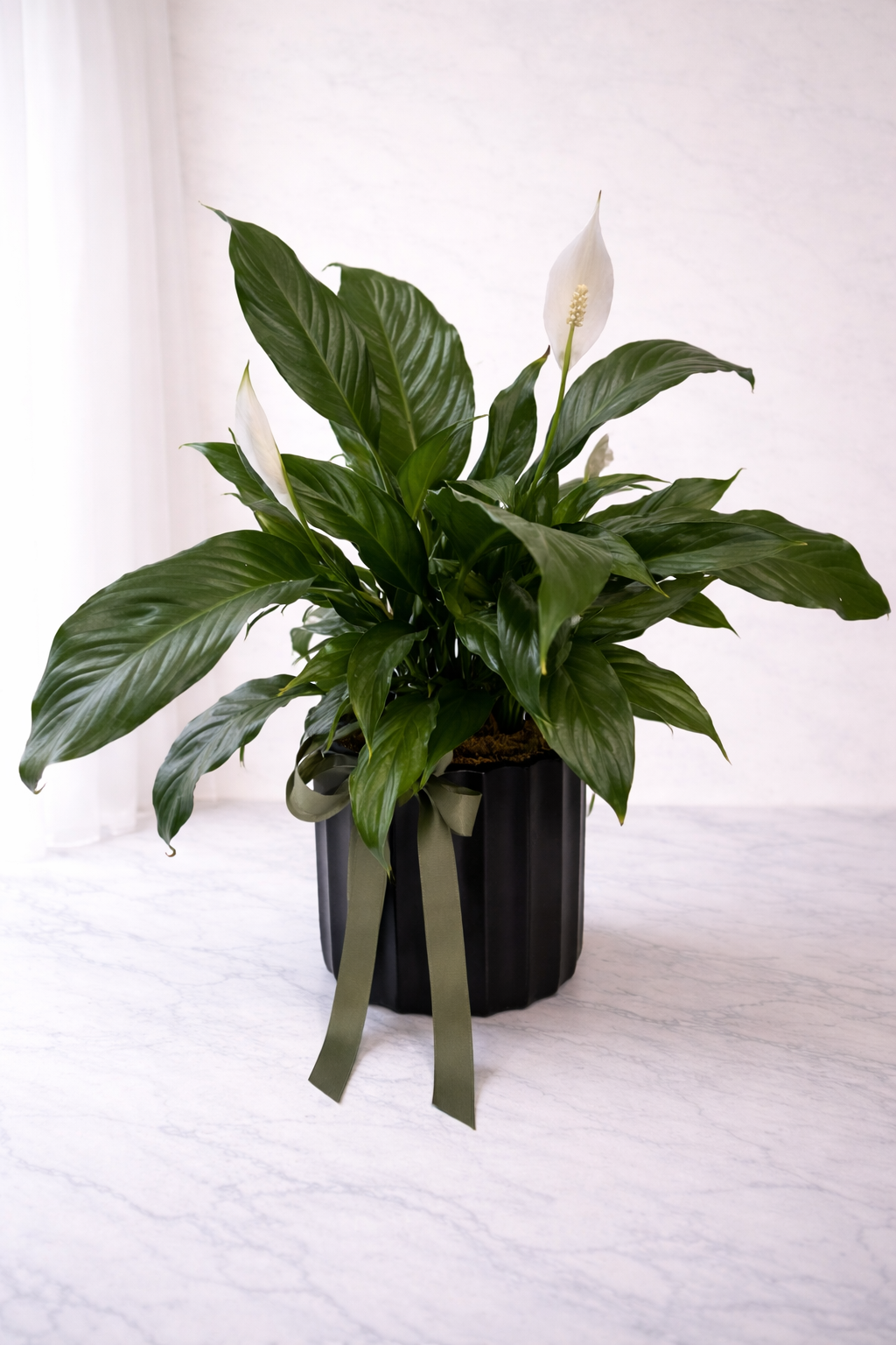 PLANTS