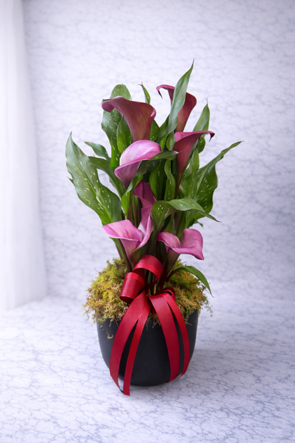 Calla Lily Plant