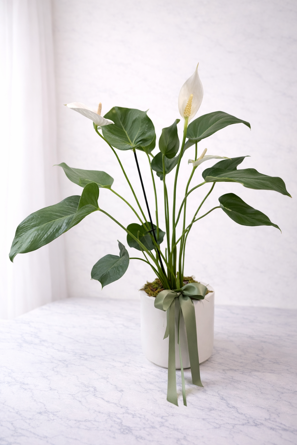 Anthurium Plant
