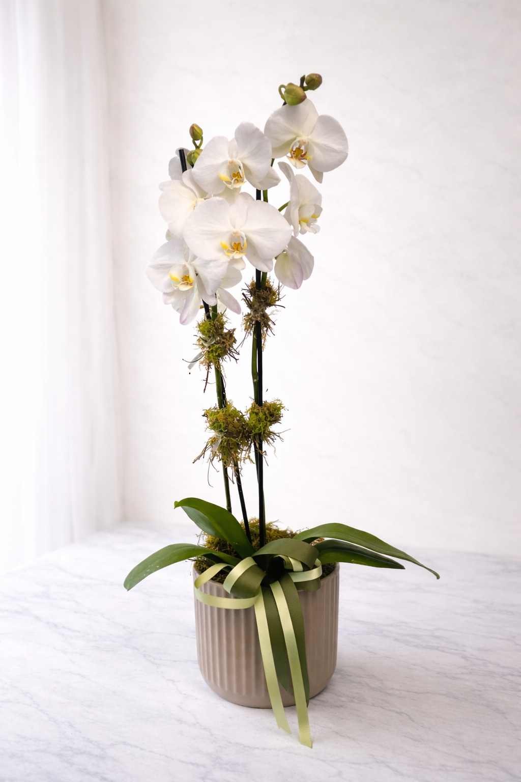 Phalaenopsis Orchid